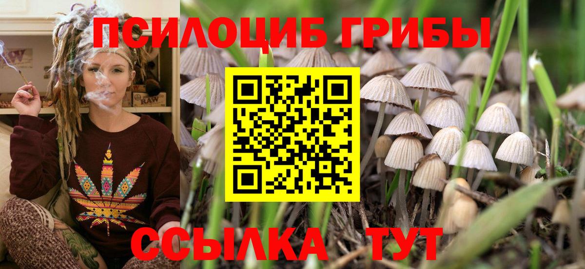 Сунжа  Галлюциногенные грибы Psilocybe  Вход с VPN 